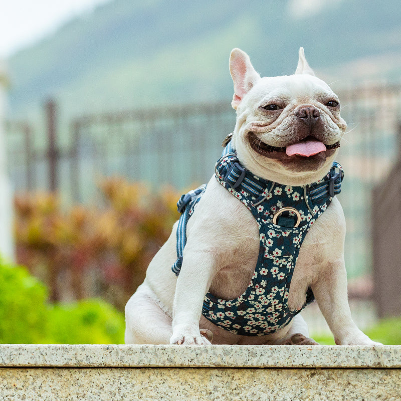 Cotton Dog Harness (Saxony Blue)