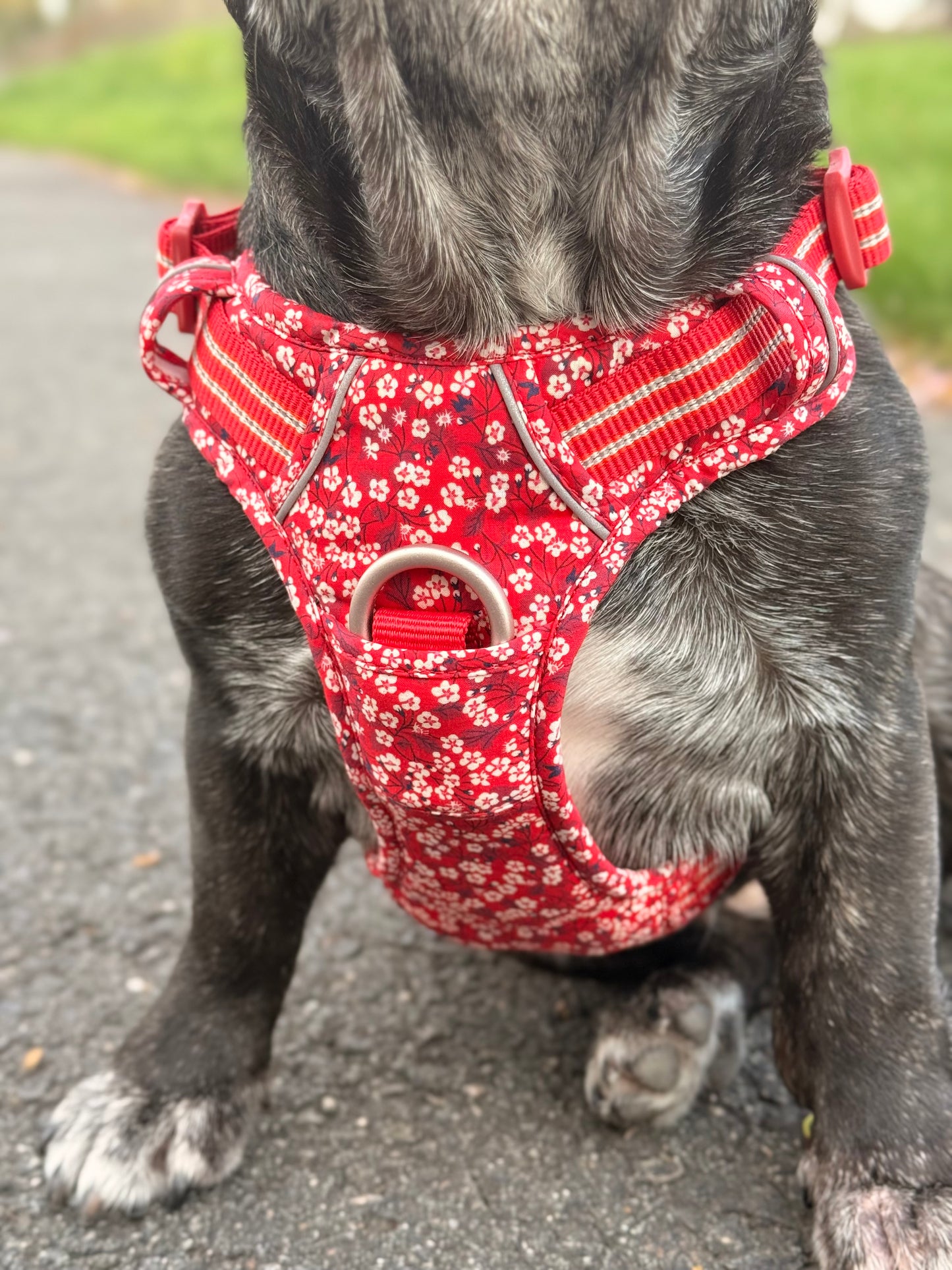 Cotton Dog Harness (Poppy Red)