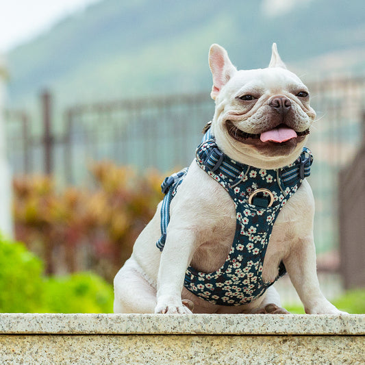 Cotton Dog Harness (Saxony Blue)