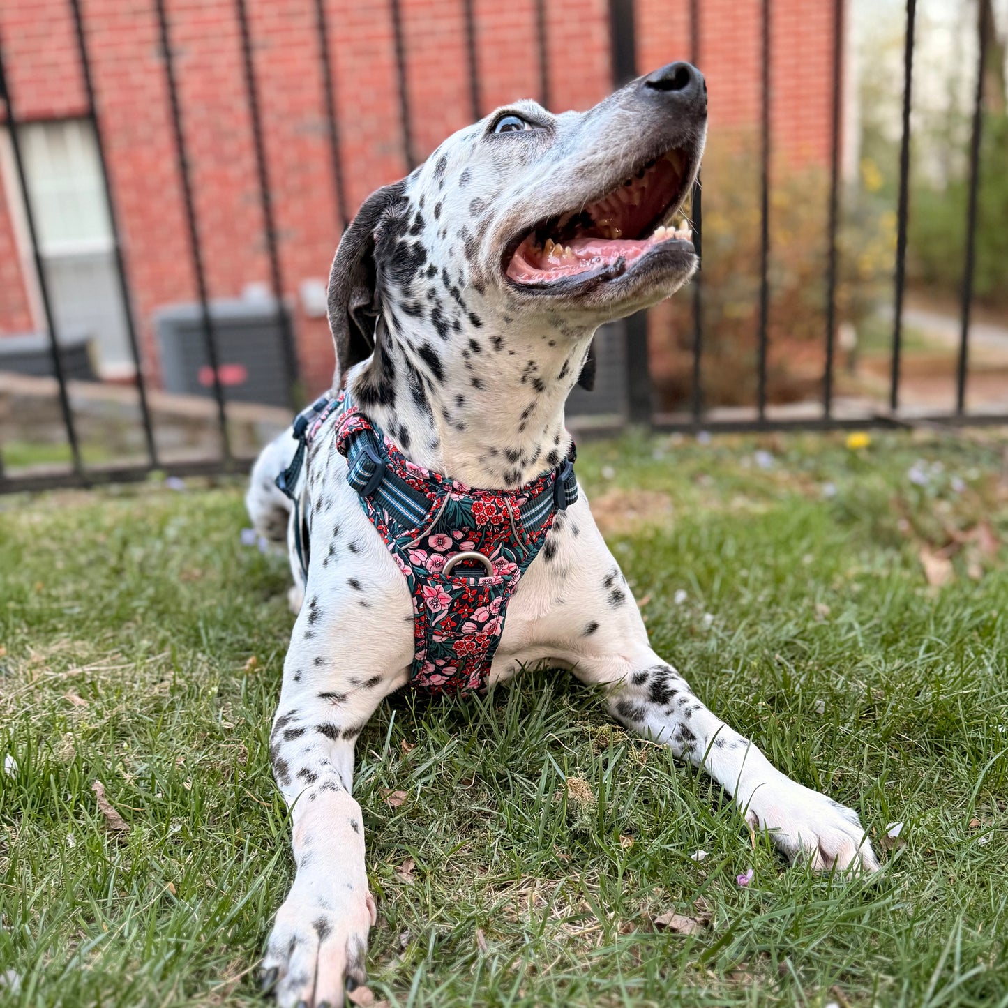 Cotton Dog Harness (Navy Blazer)